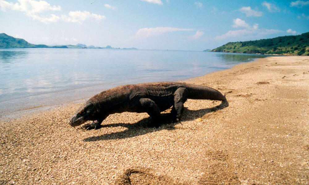 Komodo-Island